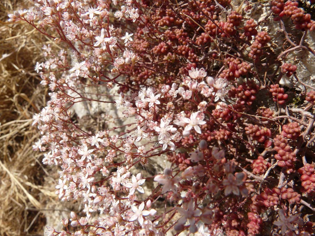 Sedum gypsicola / Borracina dei gessi